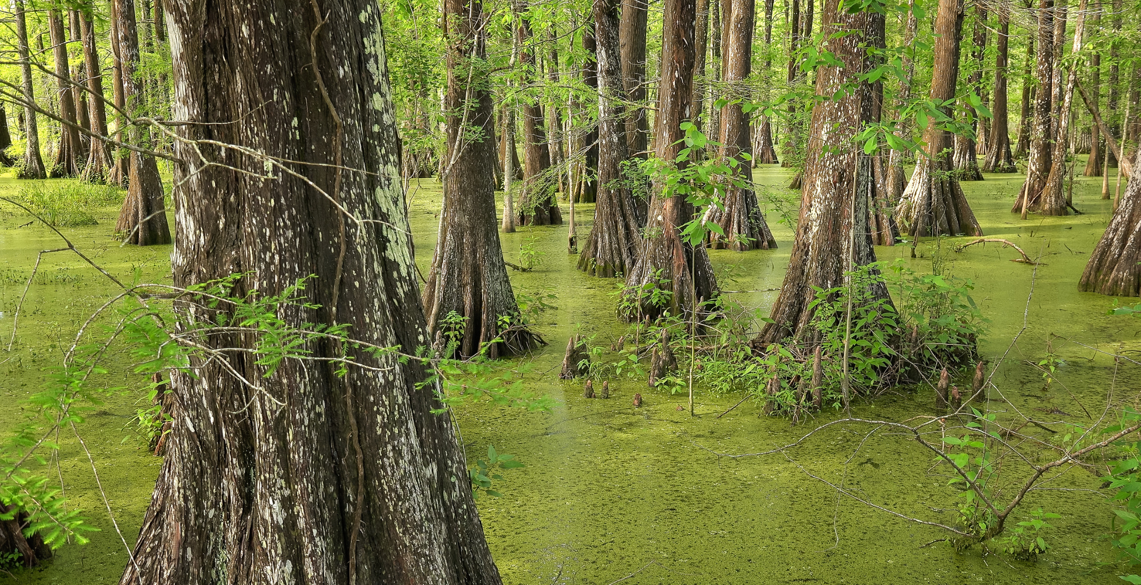 Bald Cypress Trees in a swamp in Louisiana