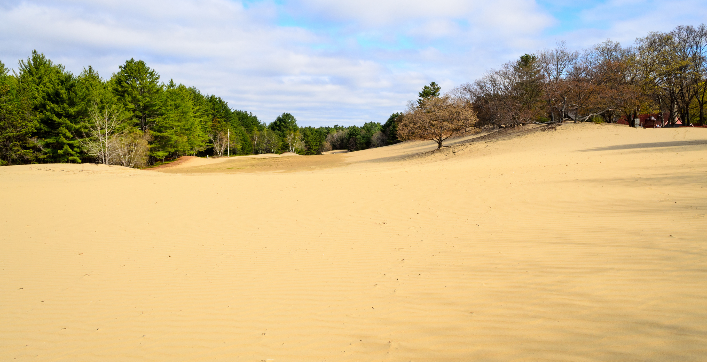 sand and trees surround the Desert of Maine 