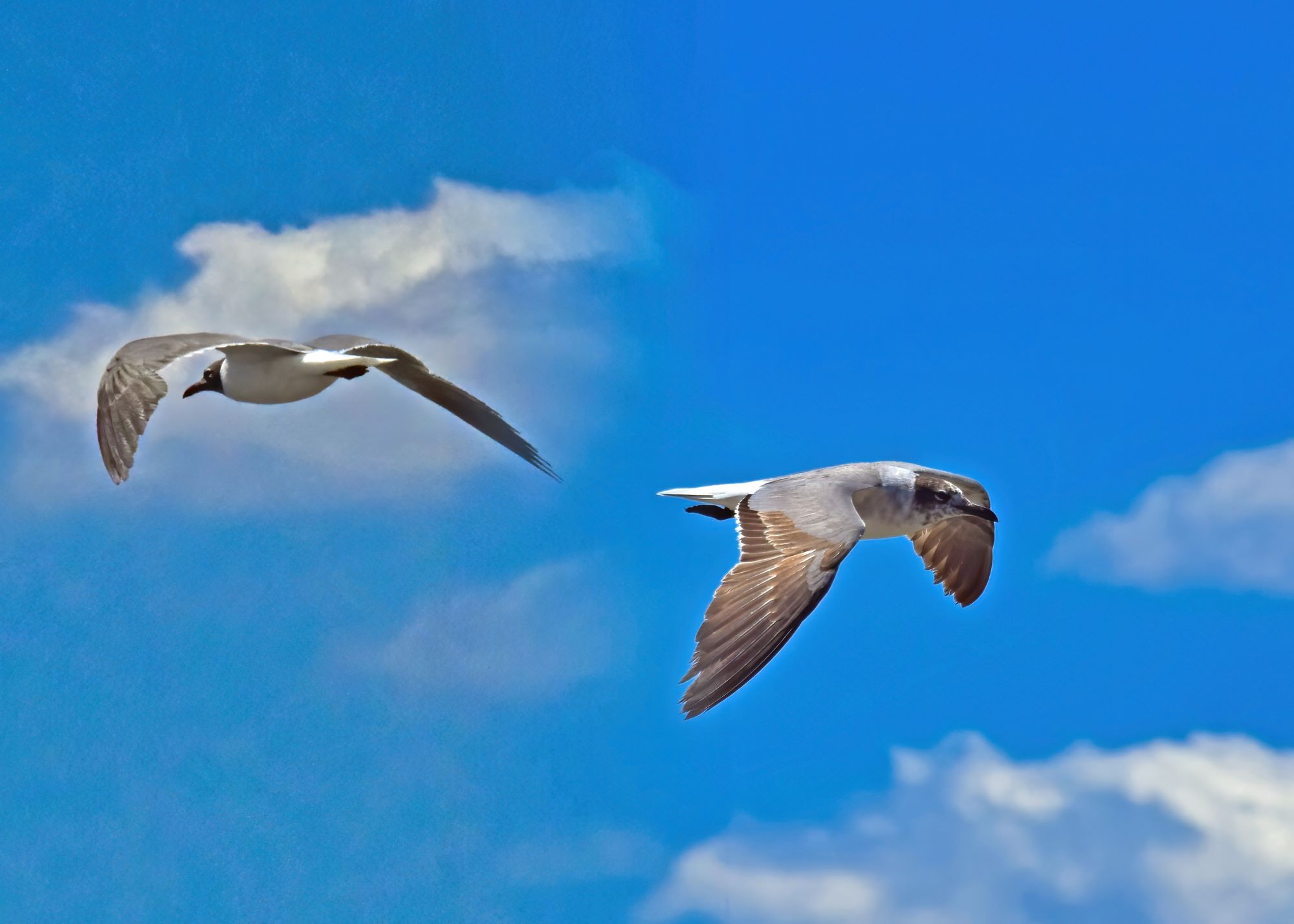 sea gulls in the sky