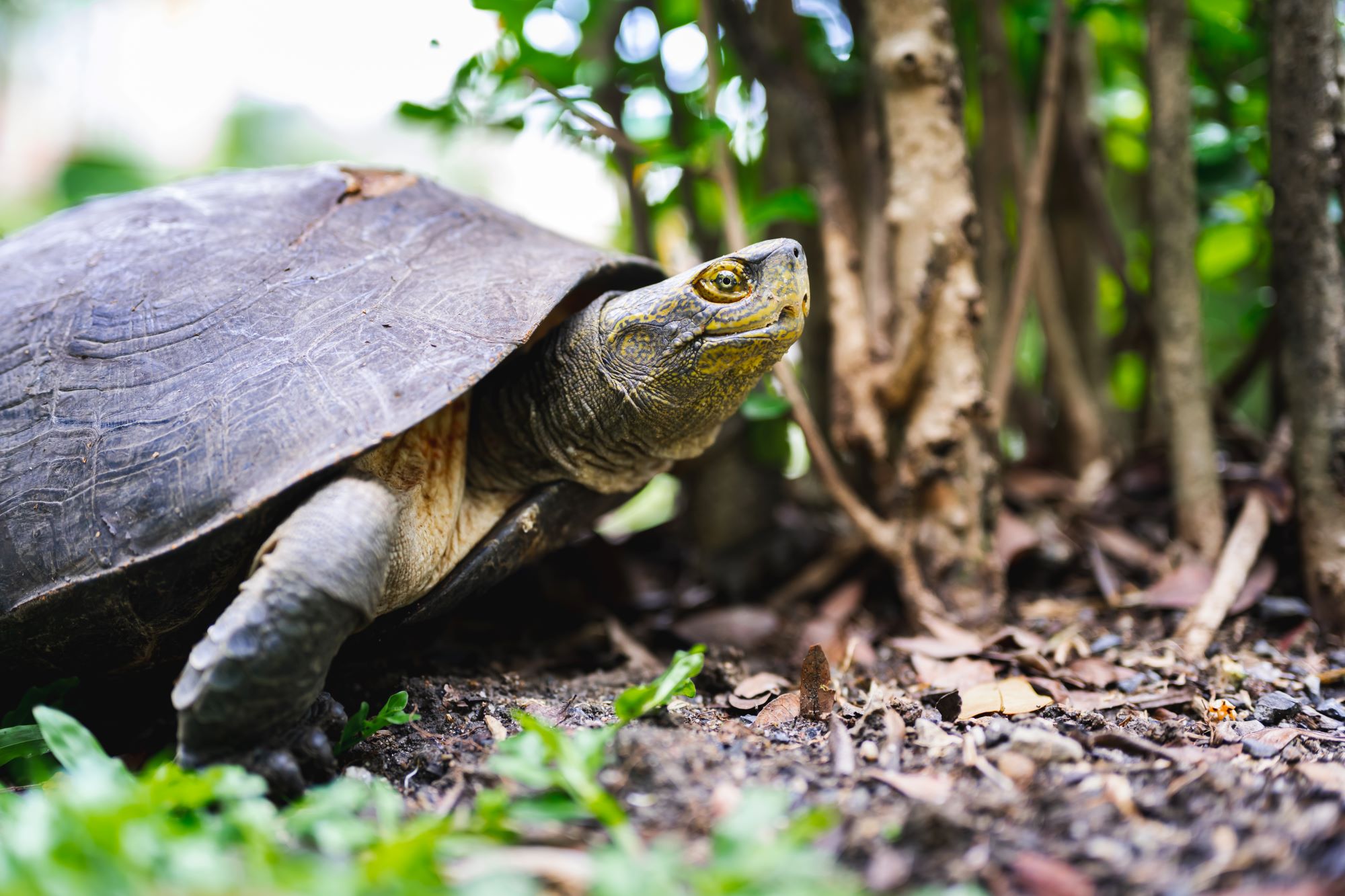 turtle walking on the ground outside