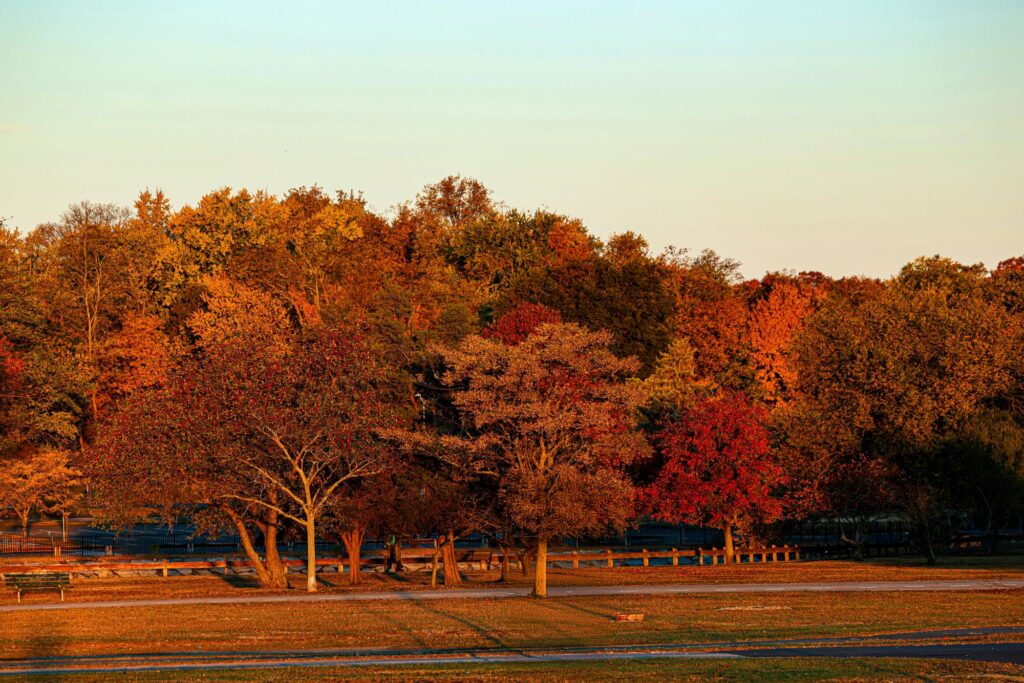 trees during the fall in delaware with fall colors