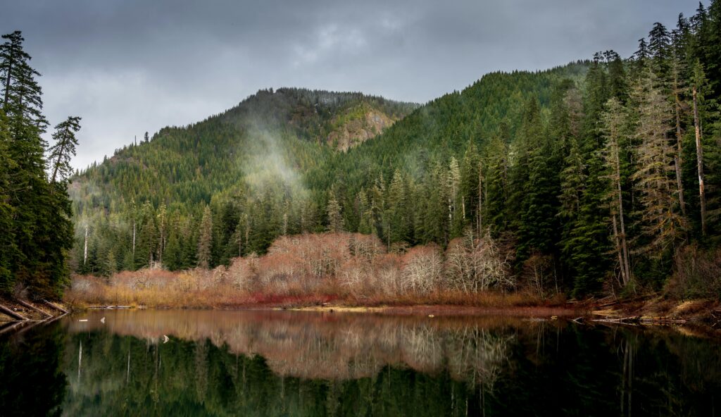lake surrounded by wood and forest